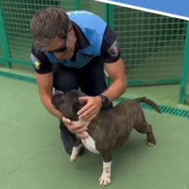 El perro Bambam en Arrecife
