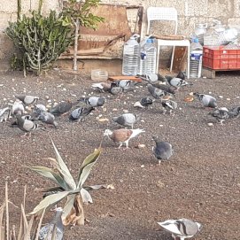 Las palomas en el solar de Valterra en Arrecife