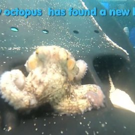 Foto del pulpo en la playa del Jablillo en Costa Teguise (Foto: La Provincia/Native Diving Lanzarote)