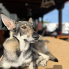 Perrita perdida en Guime