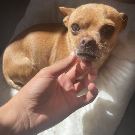 El perrito perdido en Guatiza