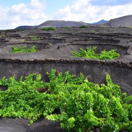 Vinos de lanzarote