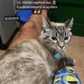 La gata Nymeria en San Bartolomé