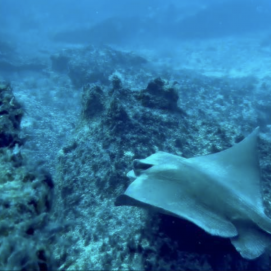 El águila de mar (Myliobatis aquila)