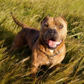 "Tayson", perro perdido Haría 
