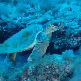 Imagen de la tortuga en el agua (Foto: Native Diving)