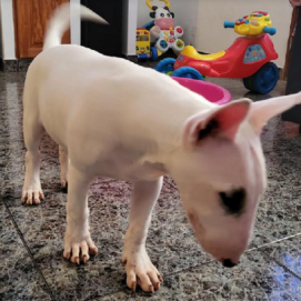 El cachorro 'Yaco'