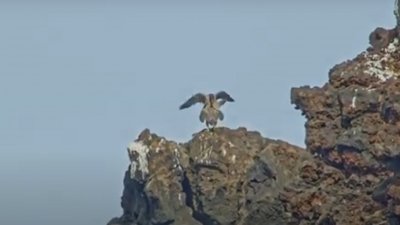 Captan la primera cópula del halcón tagarote en Timanfaya. Foto: SEOBirdLife.