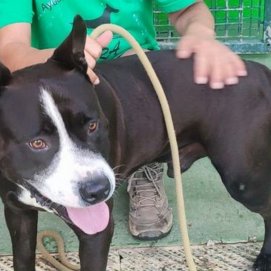 Perro abandonado en Sara 
