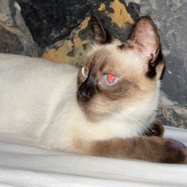 Gata perdida en Tabayesco