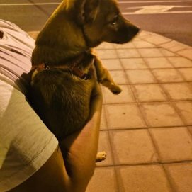 El perro encontrado en Valterra