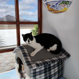 El gato perdido hace un mes en Puerto del Carmen