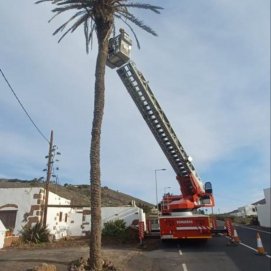 Los bomberos talando la palmera con riesgo de caer por el viento 