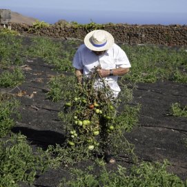  El vecino Rosendo Cabrera en su huerto en Tinajo (Foto: José Luis Carrasco)