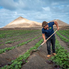 Explotación Agrícola de batata Las Canelas, en Tinajo. Alimentos.