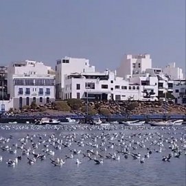 Decenas de gaviotas en el Charco de San Ginés