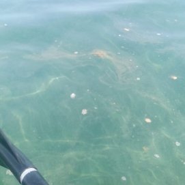 Microalgas en la playa de La Garita en Arrieta