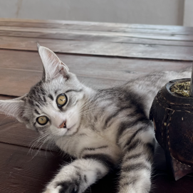 El gato perdido en Mala