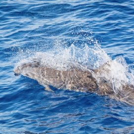Delfín de Fraser, avistado en pasado sábado en aguas de Lanzarote