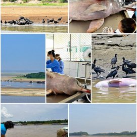 Rescate de los delfines en el Amazonas