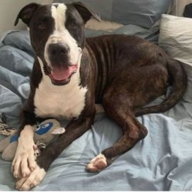 'Kendal', el perro perdido