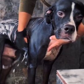 Uno de los perros rescatados siendo atendido por la protectora
