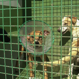 Los perros Reina, Koke y Papi buscan un nuevo hogar en Lanzarote