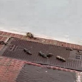 Las ratas muertas en las aceras de Arrecife