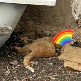 Gato fallecido en la localidad de Soo en el municipio de Teguise