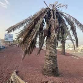 La palmera canaria en Lanzarote