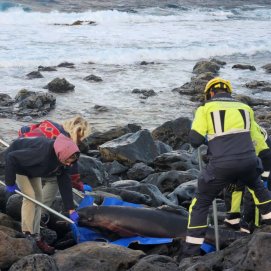 Cetáceo varado en la costa cerca de Caleta Caballo