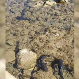 Varios ejemplares de tiburón cazón nadando en Órzola.