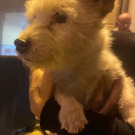 El perro perdido en Arrecife