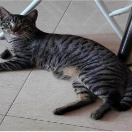 Gato perdido en Argana 'Fermín'
