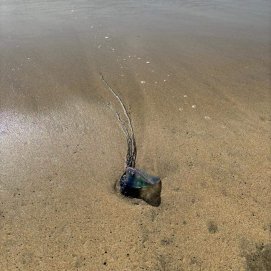 Una de las medusas en la orilla del Reducto