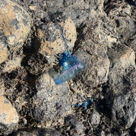 Las medusas en la playa de El Jablillo
