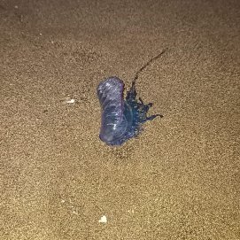 Alertan de la presencia de la carabela portuguesa en una playa de Arrecife