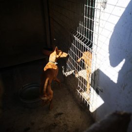 Dos de los perros encontrados en la casa de La Graciosa