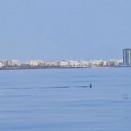 Un tiburón en la costa de Arrecife