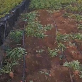 Las cosechas en Lanzarote
