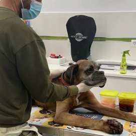 El perro rescatado en Arrecife