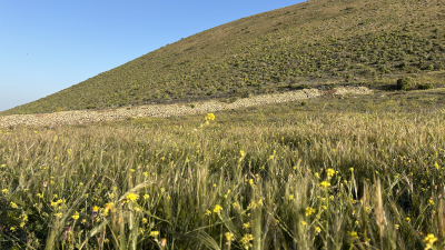 Especies de vegetación de Lanzarote. Foto: Michael Valdivia