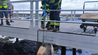 Rescatan otro chucho muerto en Lanzarote, esta vez en Puerto del Carmen.