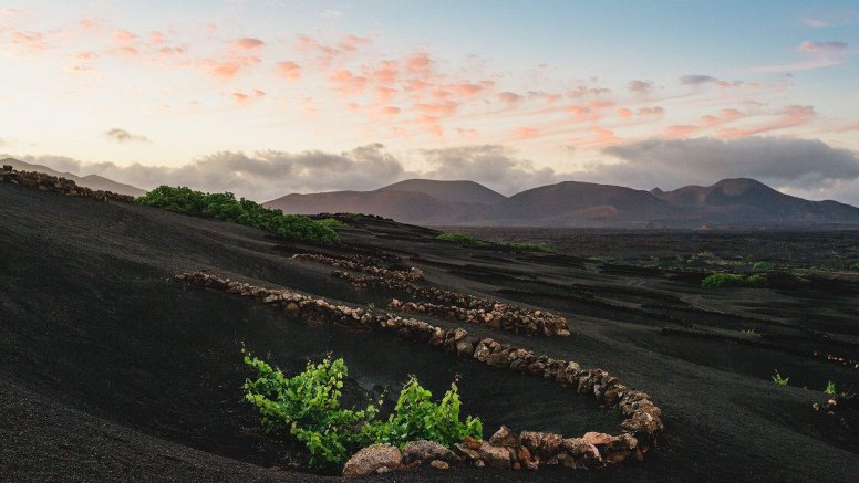 Cultivo en hoyos en La Geria. Vino de Lanzarote
