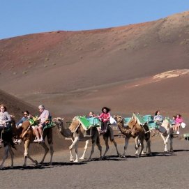 Excursión con camellos por Timanfaya