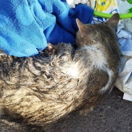 Gato maltratado en Haría