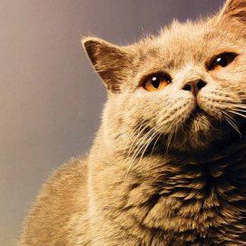 Nimbo, gato perdido