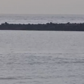 Una manada de delfines moteados nadan en la bahía de Arrecife.