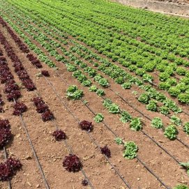 Sistema de riego en un cultivo. Agricultura.