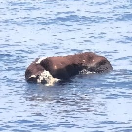 Vaca muerta en el mar